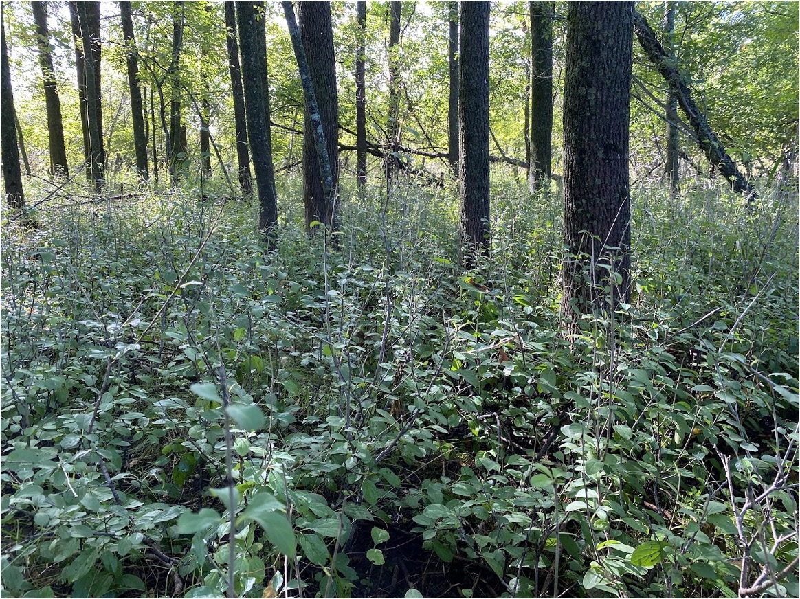 Image of Buckthorn plants growing under ash dominated forests in the upper St. Louis River estuary in 2021.