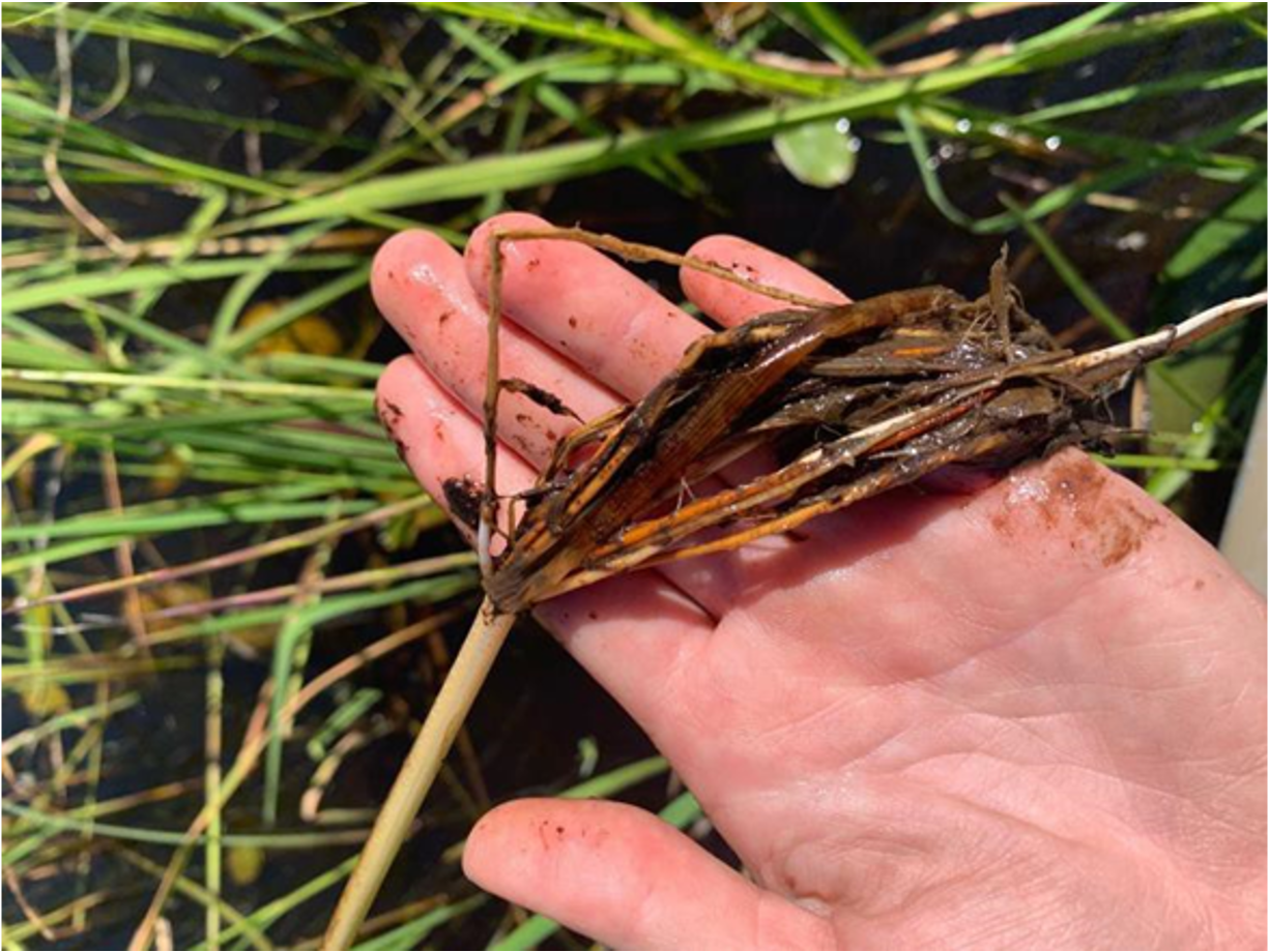 Image of wild rice roots