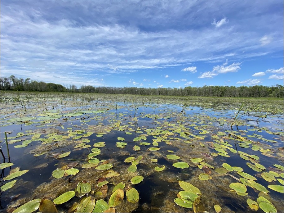 Image of the St. Louis River Estuary in the summer.