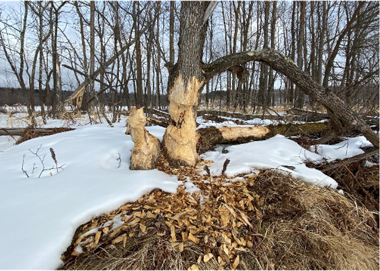 Image of a Beaver habitat