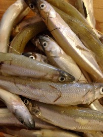 Image of smelt