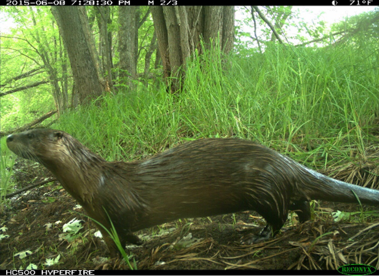 Image of a River Otter