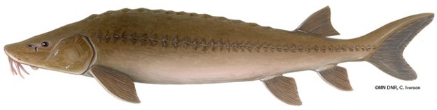 Image of Lake Sturgeon