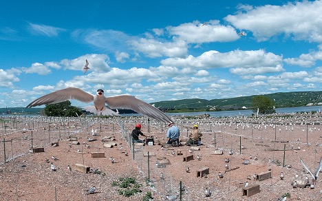 Image of Common Tern nesting sites